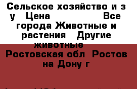 Сельское хозяйство и з/у › Цена ­ 2 500 000 - Все города Животные и растения » Другие животные   . Ростовская обл.,Ростов-на-Дону г.